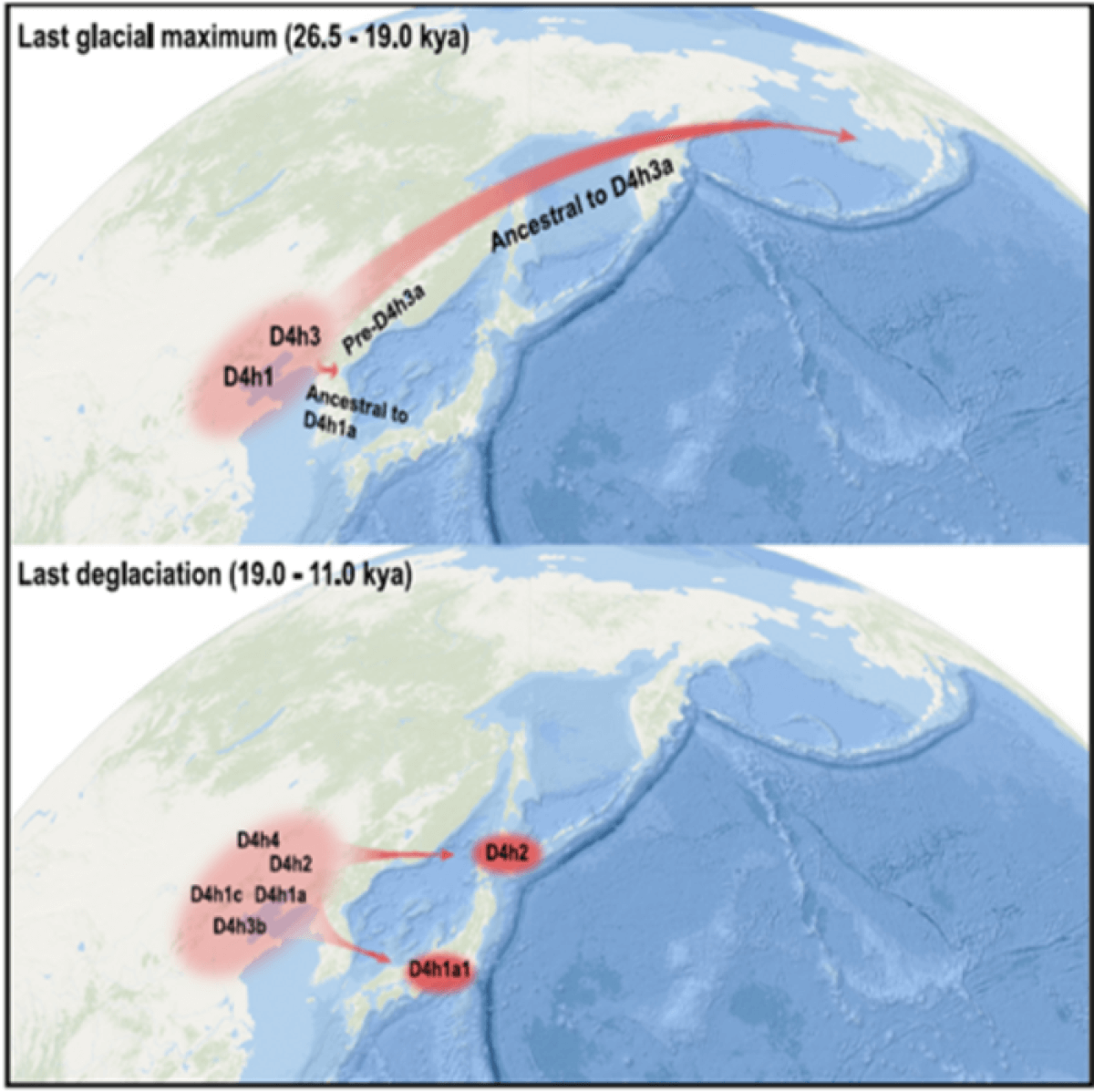 Humans traveling from Asia to North America