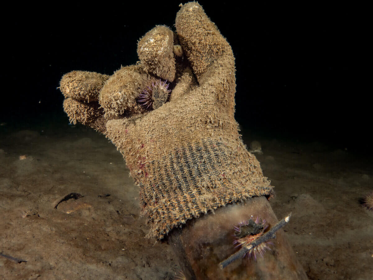 Sea creatures make a home out of a discarded glove