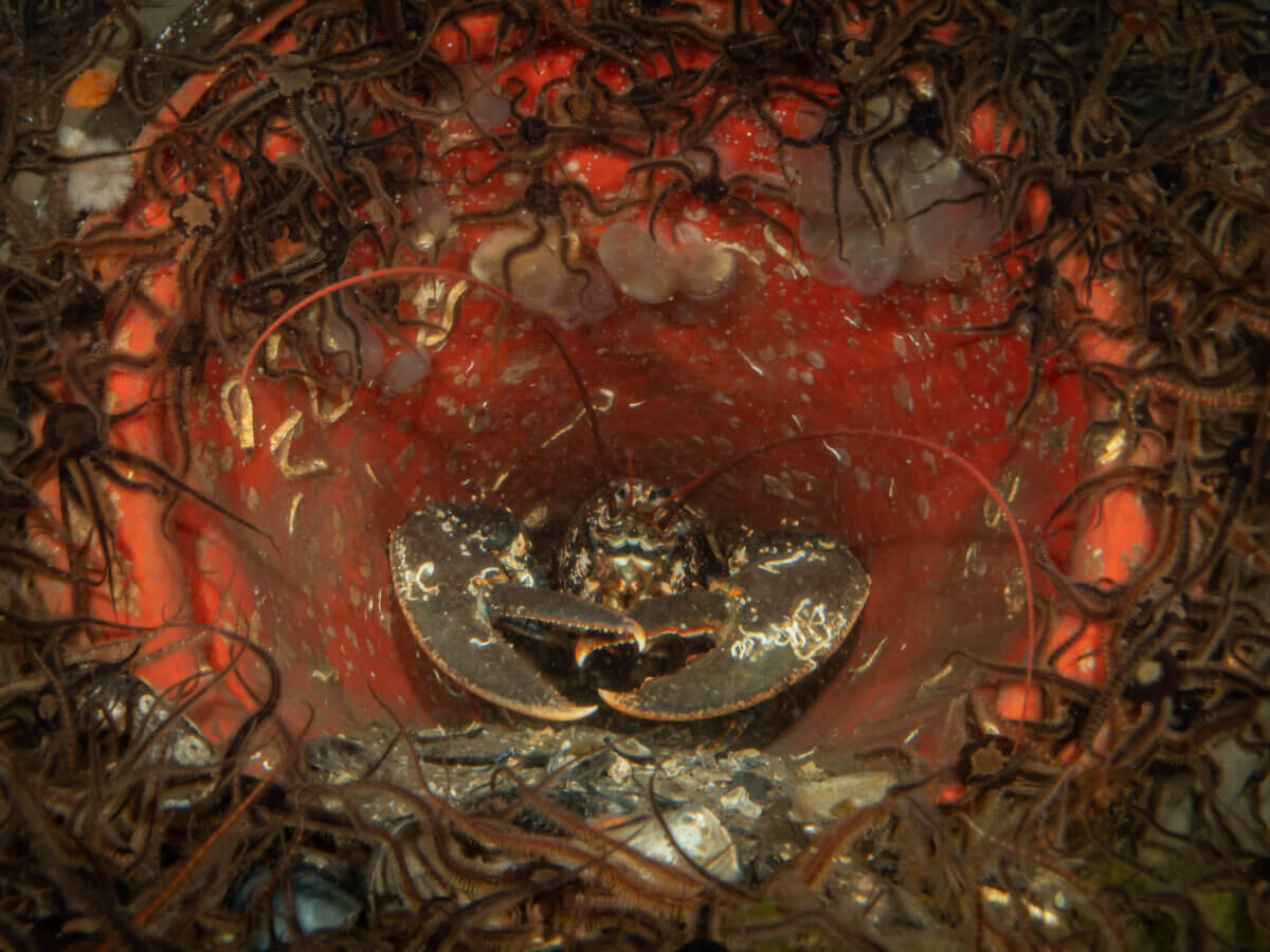 Lobster living inside a traffic cone in the tidal inlet of Sea Loch