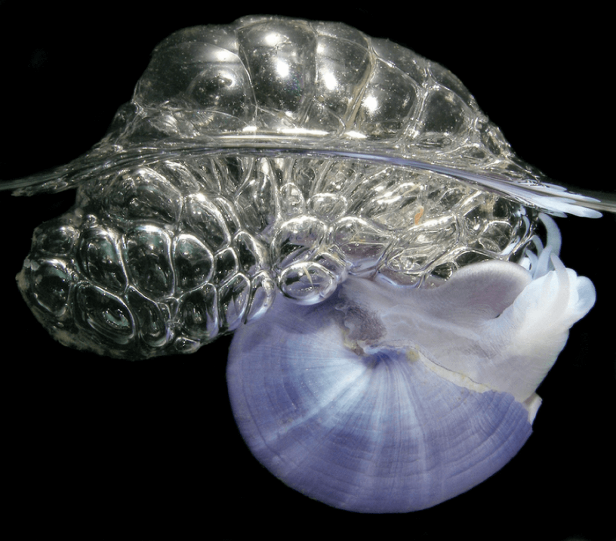 The violet snail Janthina