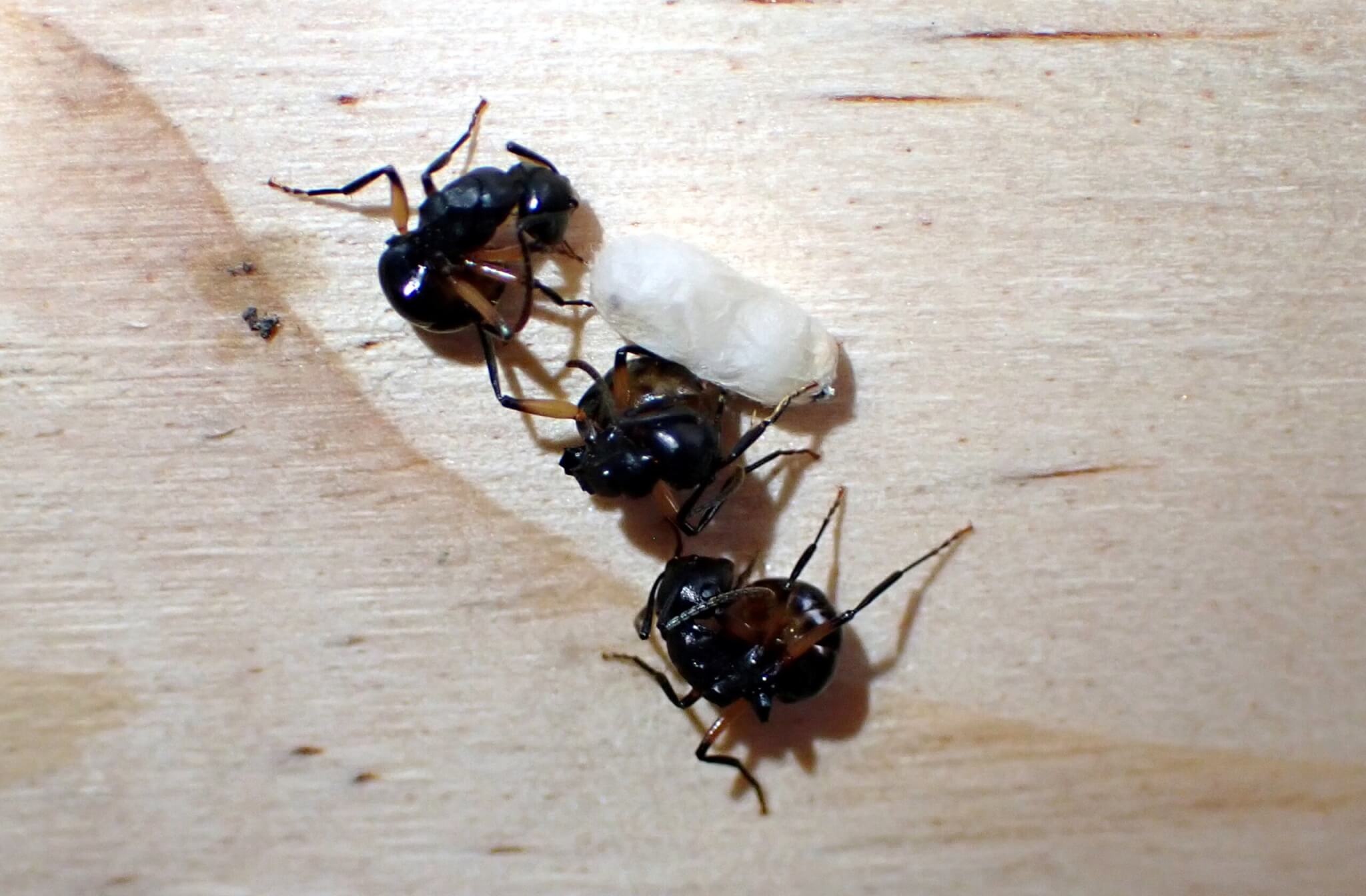 Qué es bueno para exterminar las hormigas
