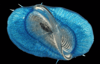 Velella, a blue jelly, known as by-the-wind sailors.