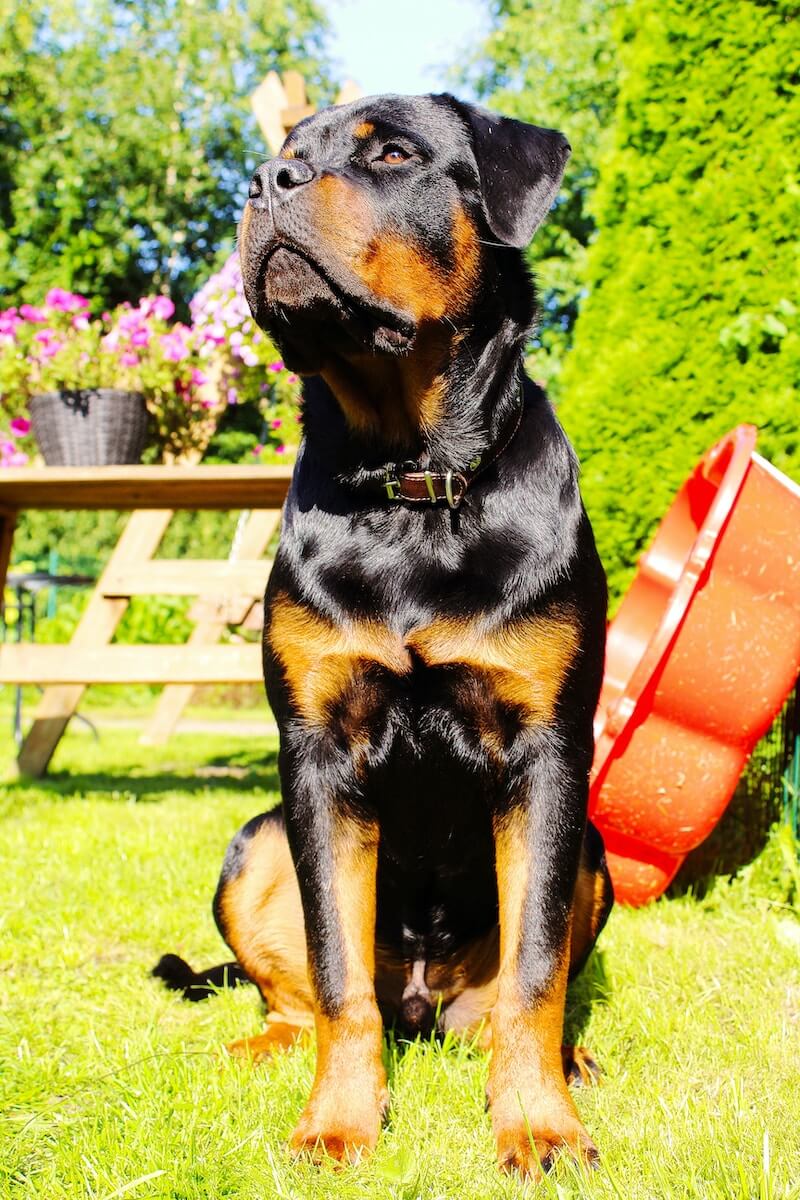 black and tan rottweiler puppy on red plastic bucket