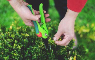 A person using pruning shears to trim a bush