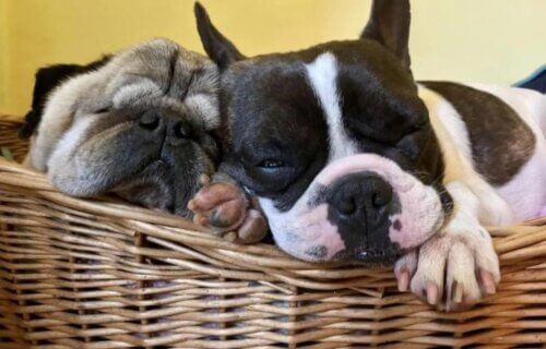 Rescue French bulldog and pug snoozing in basket
