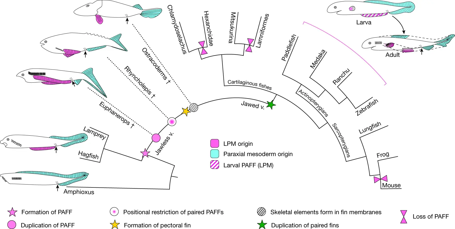 Simplified evolutionary scenario of vertebrates showing the presence of a PAFF and subsequent modifications leading to paired fins. Dashed lines and dagger symbols indicate extinct lineages, and solid lines indicate extant lineages. PM-derived fins and fin folds are in cyan, while LPM-derived fins are in pink. Larval PAFF is hatched. Black arrows indicate the position of the anus.