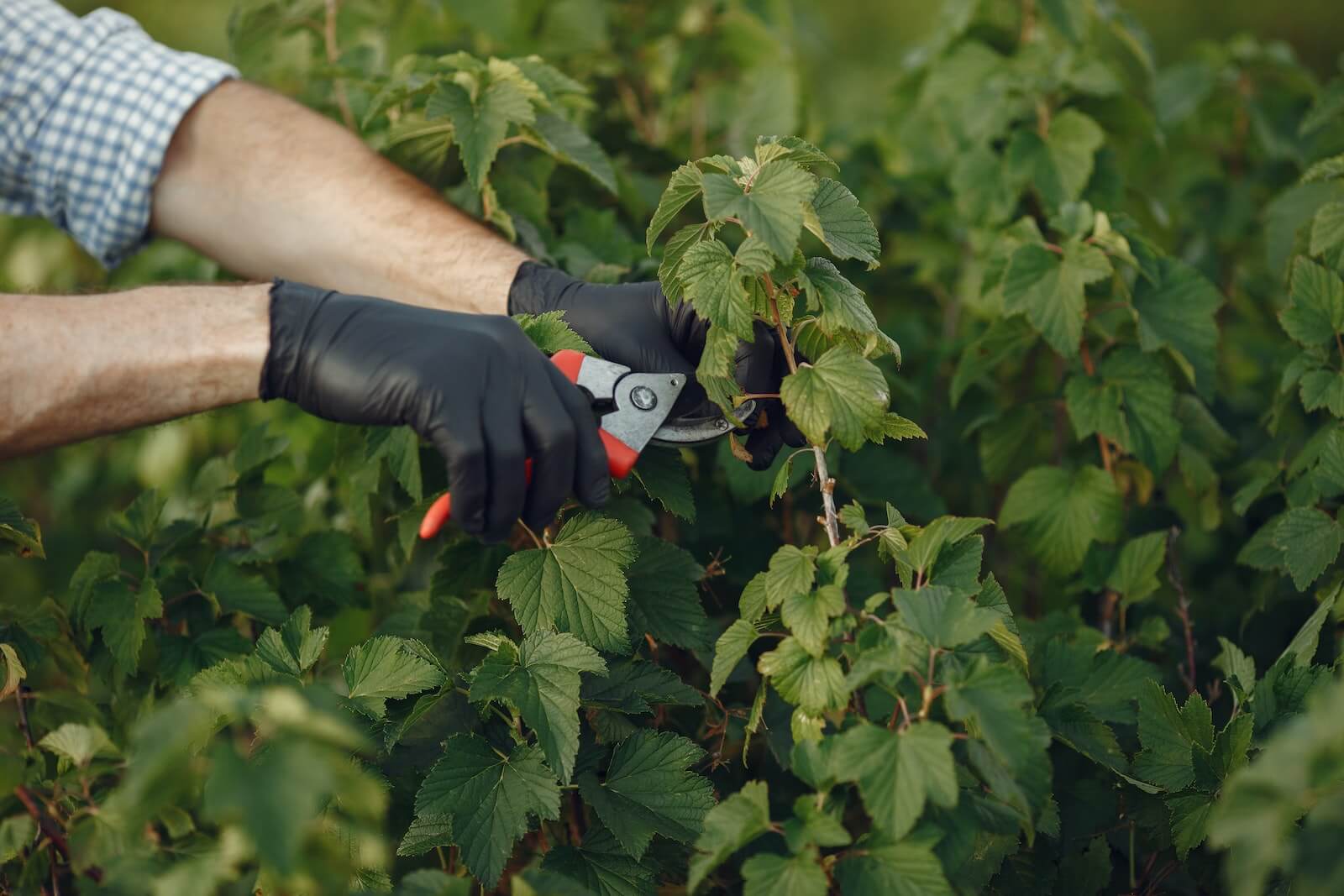 The best pruning shears of 2023