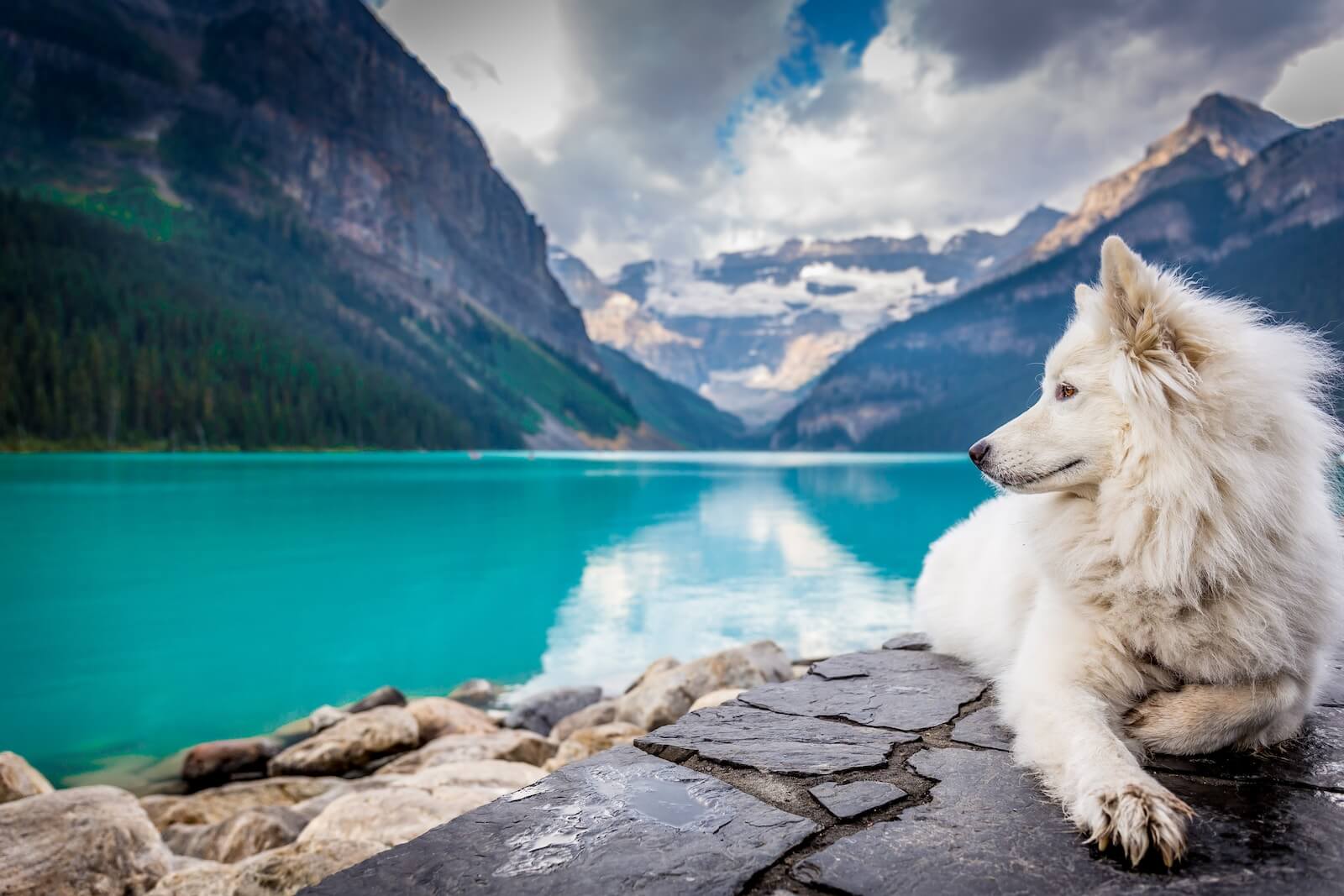 A Samoyed sitting beside a mountain lake