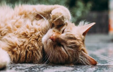 Orange Persian cat sleeping