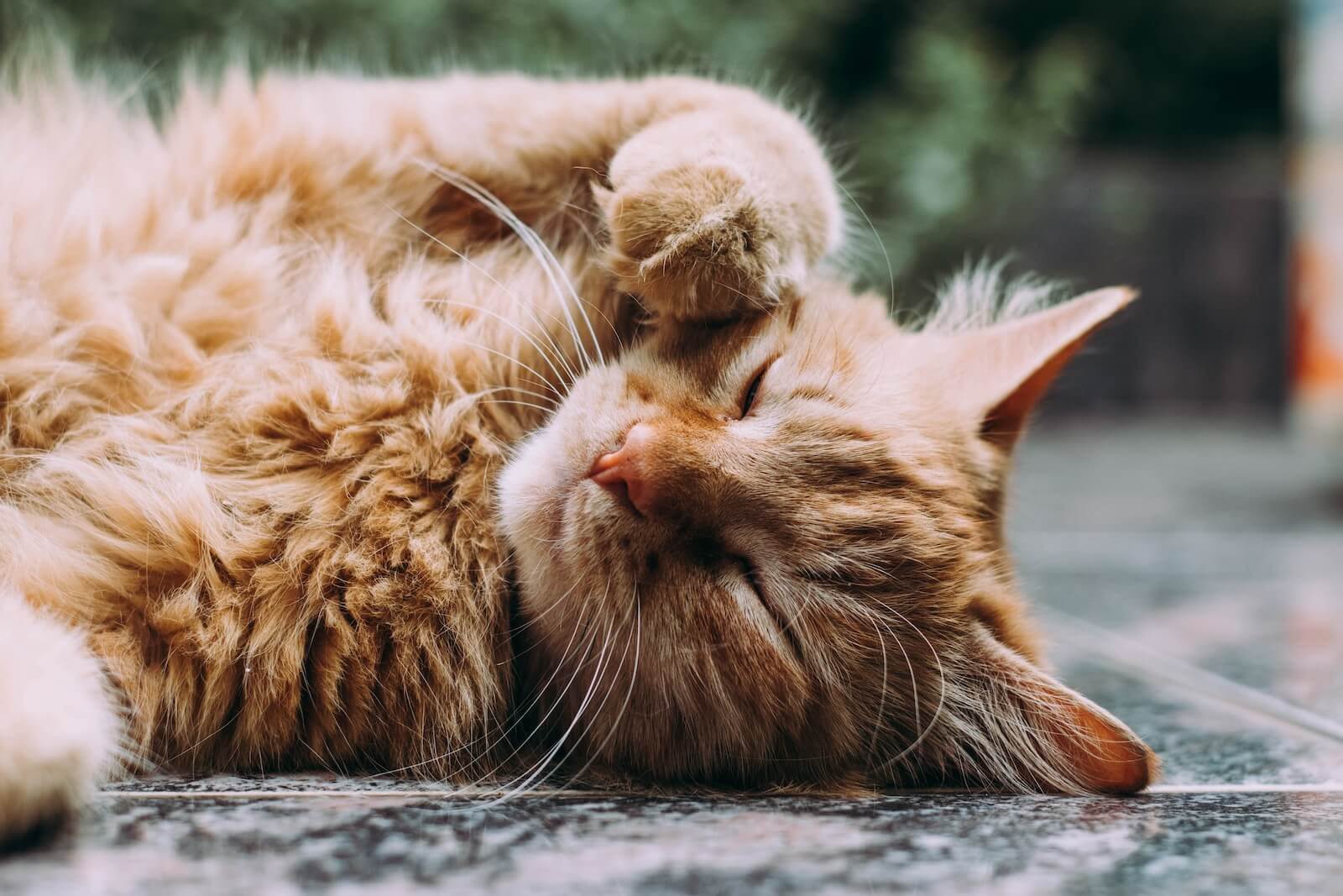 Fluffiest Cat Breeds: Top 7 Huggable Fuzz Balls, According To Experts