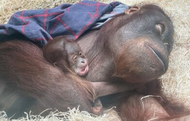 mother orangutan covered in blue shawl, lying on beige grass, cradles her newborn baby