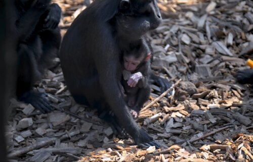 A tiny Sulawesi Crested Macaque monkey at Chester Zoo
