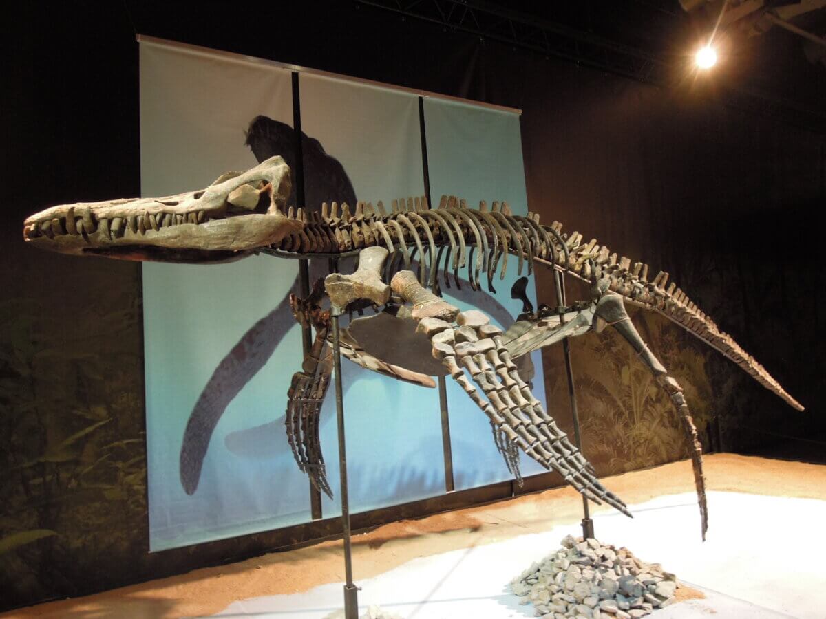 Skeleton of the Pliosaurus rossicus
