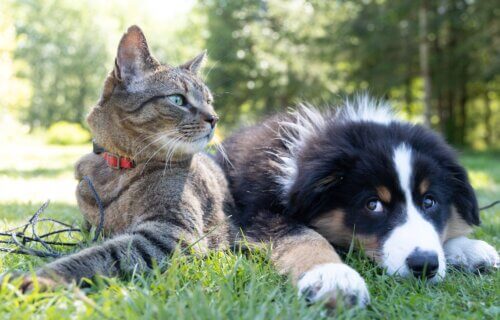 Dog and cat lying outside next to one another