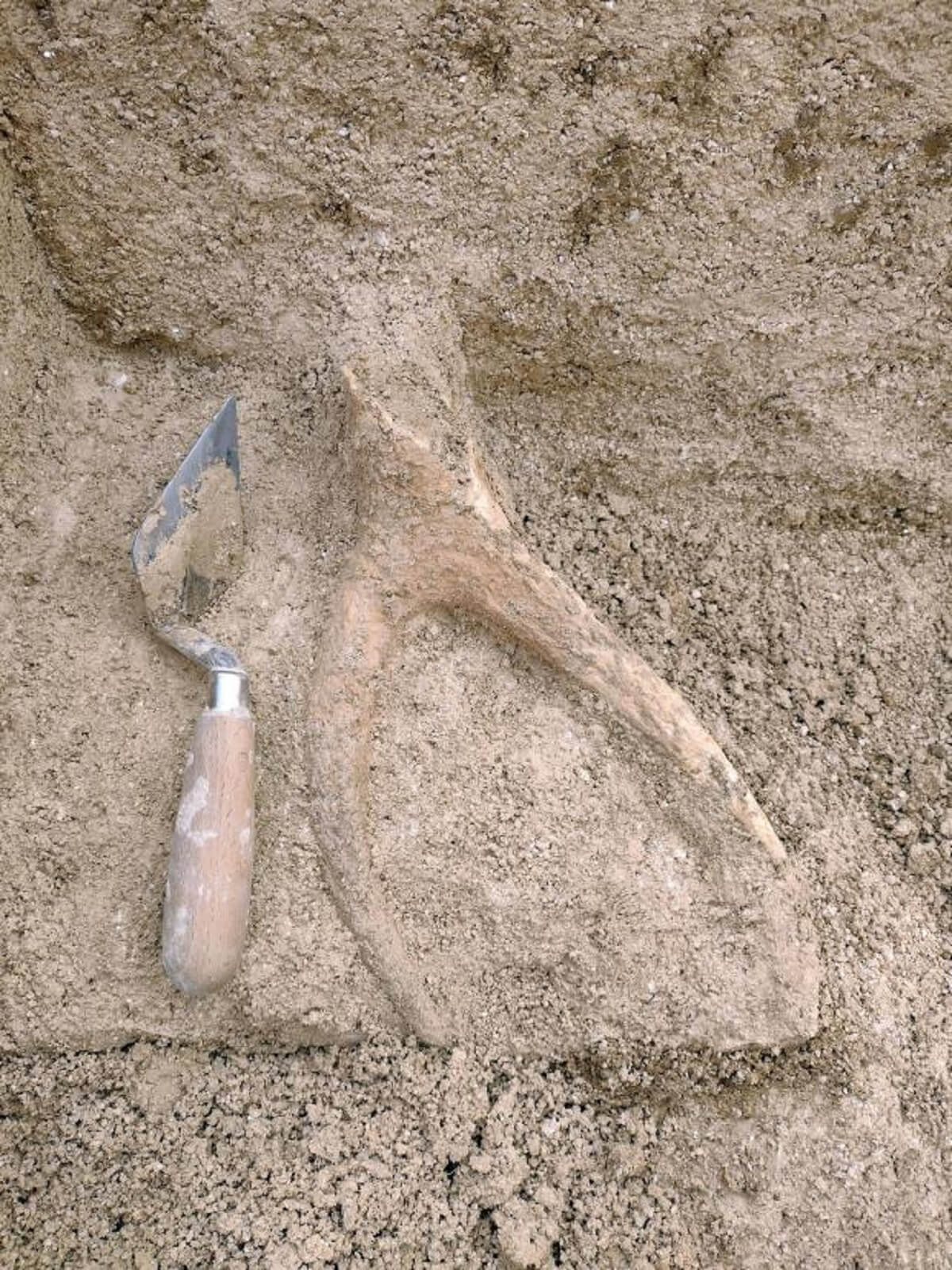 picture of digging utensil and a large deer antler fossil