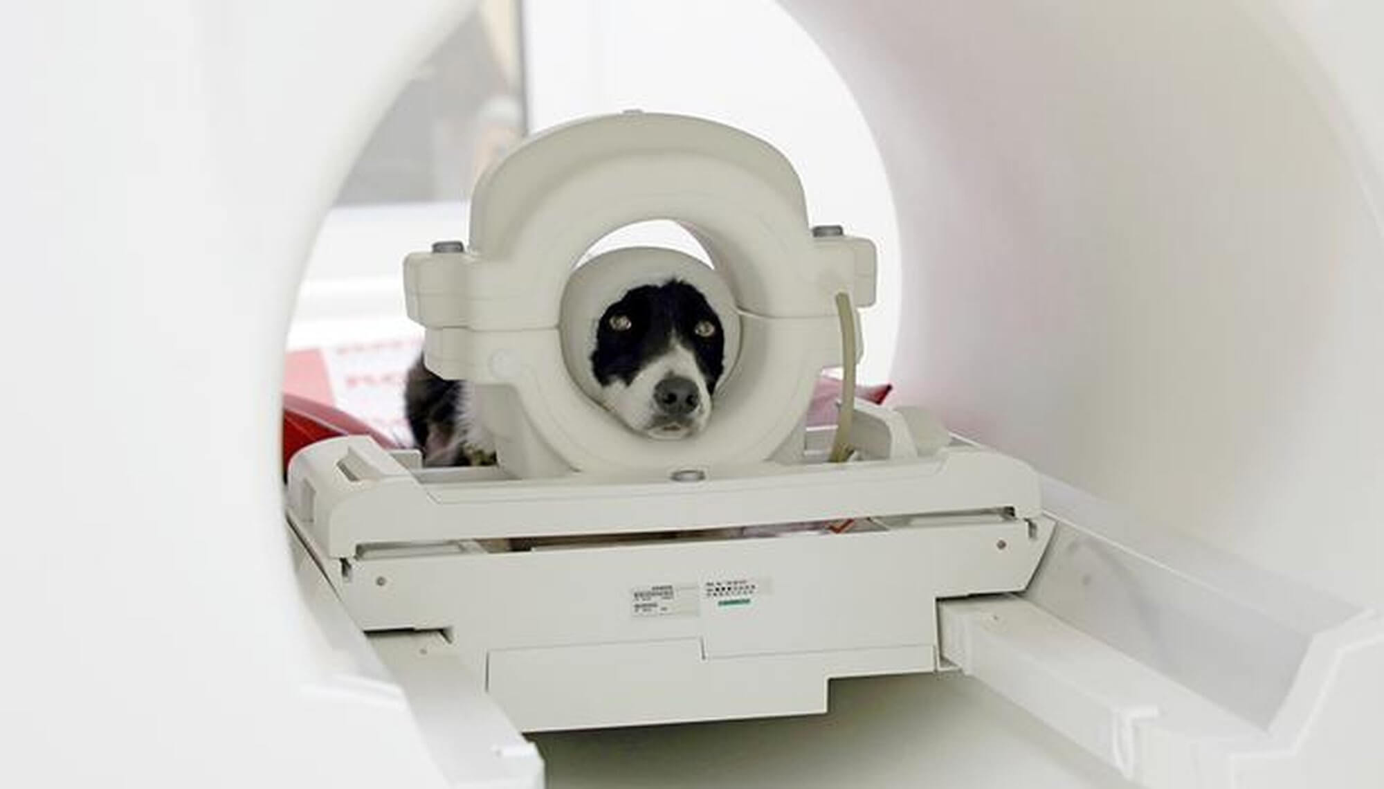 Pet dog Maeva is ready for data collection in the magnetic resonance imaging scanner. The bandage serves as an additional noise protection in combination with earplugs. 