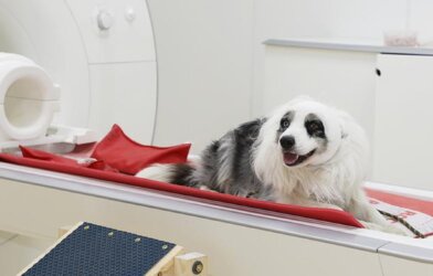 Four-legged study participant Balian takes a short break on the magnetic resonance imaging (MRI) scanner bed. He can stop the training and data collection anytime and leave the MRI via a specially built ramp. The bandage serves as an additional noise protection in combination with earplugs.