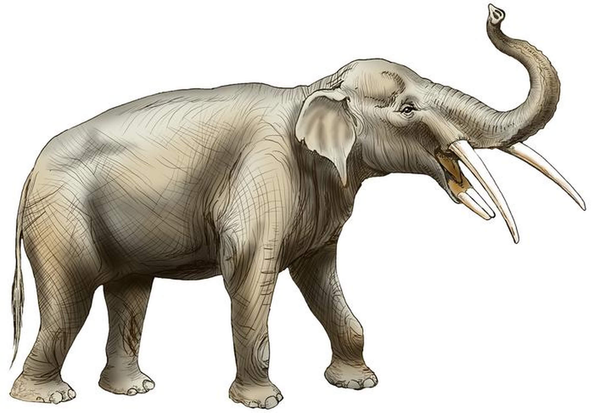 Researchers and volunteers with the Florida Museum of Natural History have discovered the ancient remains of several gomphotheres at a fossil site in North Florida.