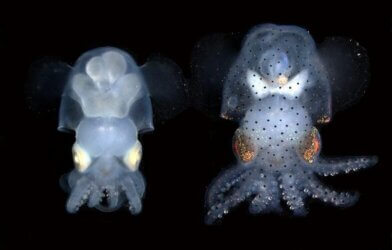 Albino (left) and wildtype (right) hummingbird bobtail squid (Euprymna berryi) hatchlings. Ahuja et al. created a strain of bobtail squid that deactivated two genes that produce pigment in the skin and eyes. Credit Carrie Albertin and MBL Cephalopod Program.