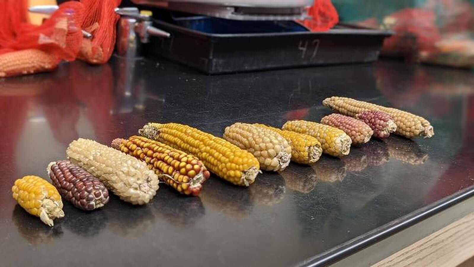 Multiple types of popcorn illustrate some of the genomic diversity found in a University of Illinois study. The results could facilitate future breeding efforts to create yummier and easier-to-grow versions of America's favorite snack.
