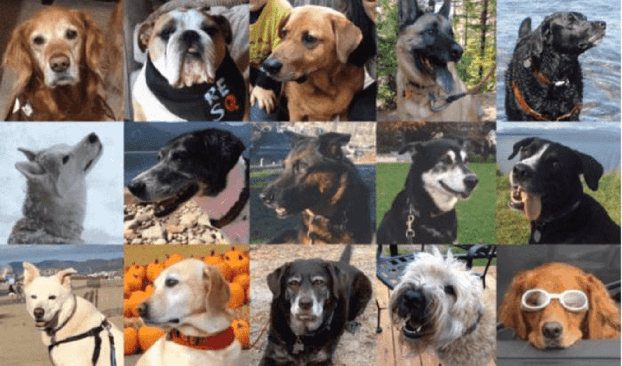 Pictures of 15 different dogs