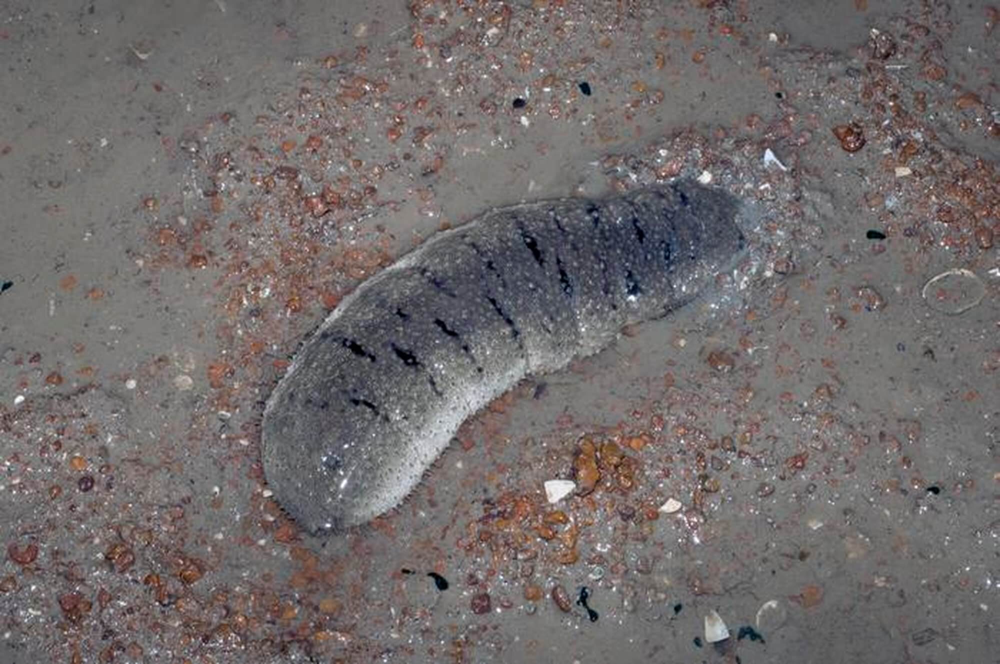 The bioactive compounds in sea cucumbers could protect against Type 2 Diabetes.