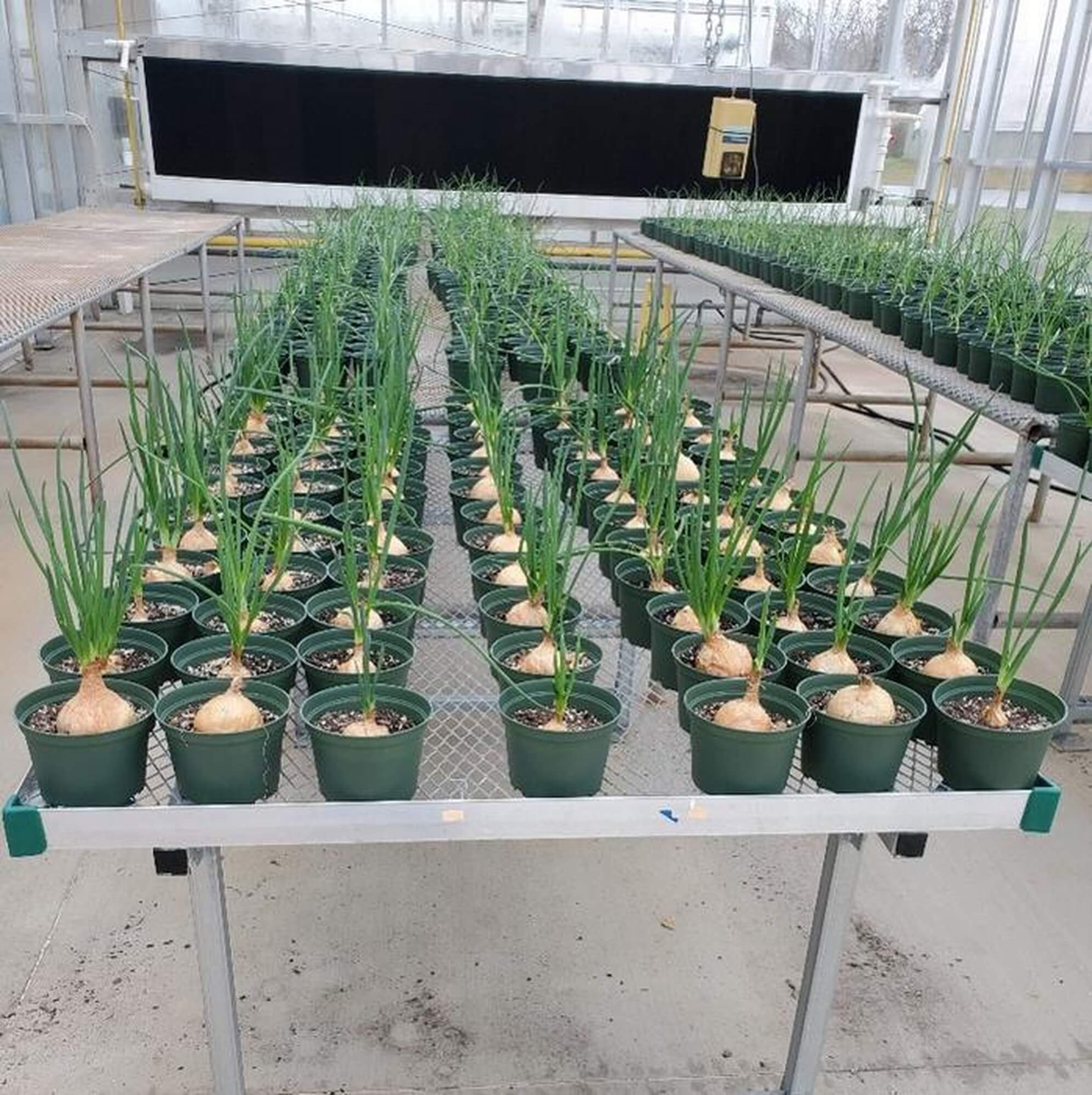 Pathogenicity assay of greenhouse-grown Vidalia onions studied in Dr. Kvitko’s lab.