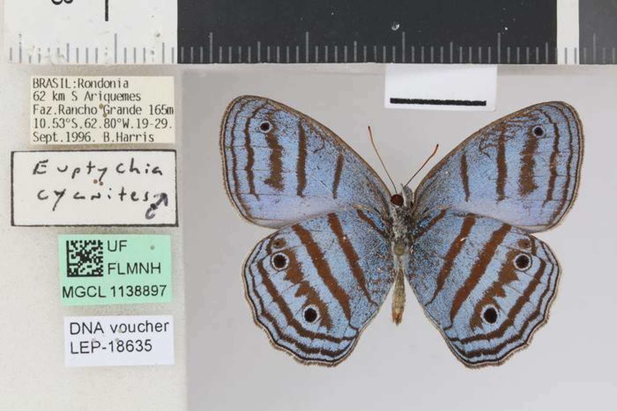 Picture of the Caeruleuptychia harrisi butterfly.