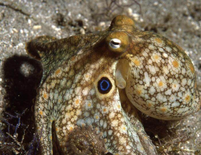 This is a close-up photo of a California two spot octopus 