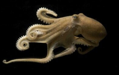 This is a photo of a California two spot octopus (