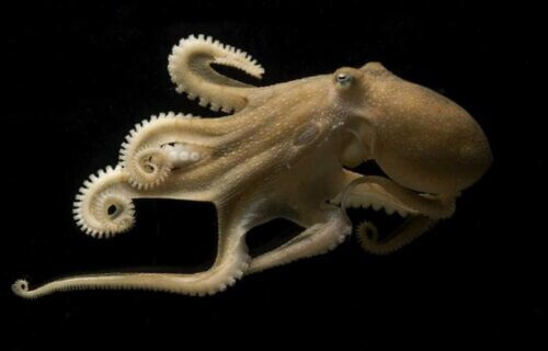 This is a photo of a California two spot octopus (