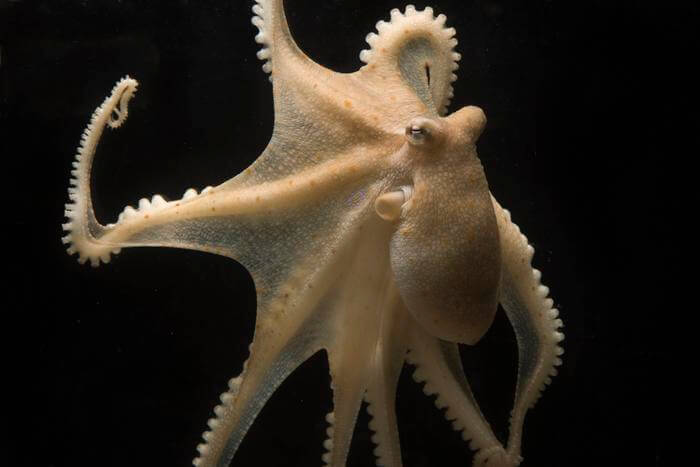 Octopus bimaculoides.