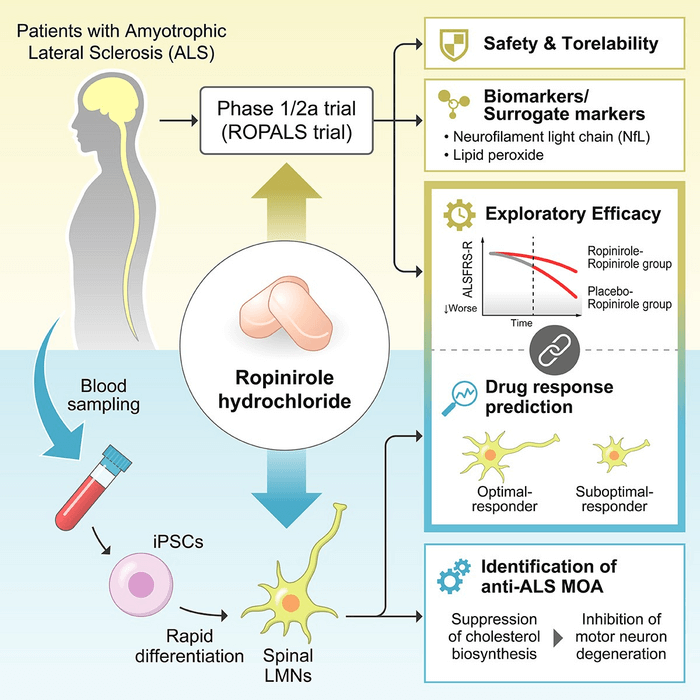 graphic showing how the drug ropinirole works in the brains of ALS patients