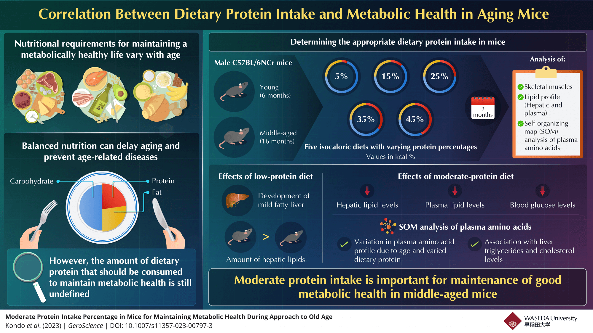 In a new study by Waseda University researchers, young and middle-aged mice were fed isocaloric diets with varying amounts of protein. Mice consuming moderate amounts of dietary proteins (25% and 35%) exhibited lower blood glucose, and hepatic and plasma lipid levels.