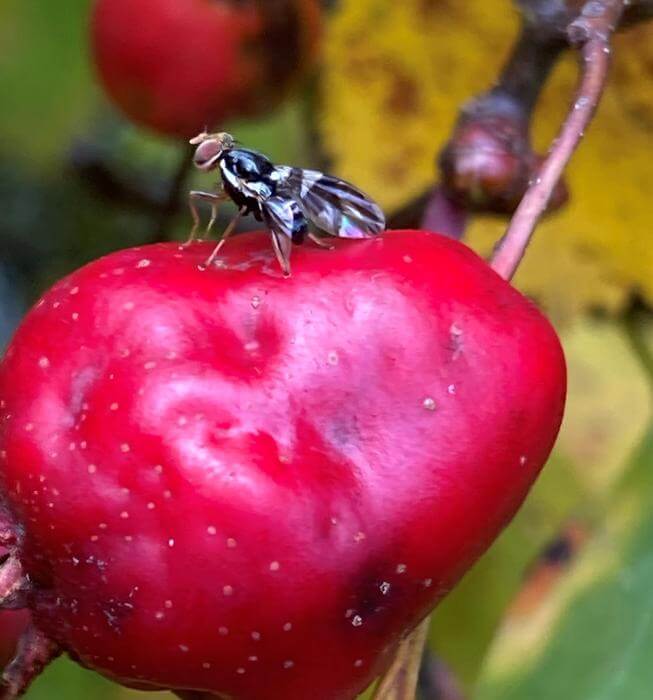 a black maggot fly sitting on top of a red apple