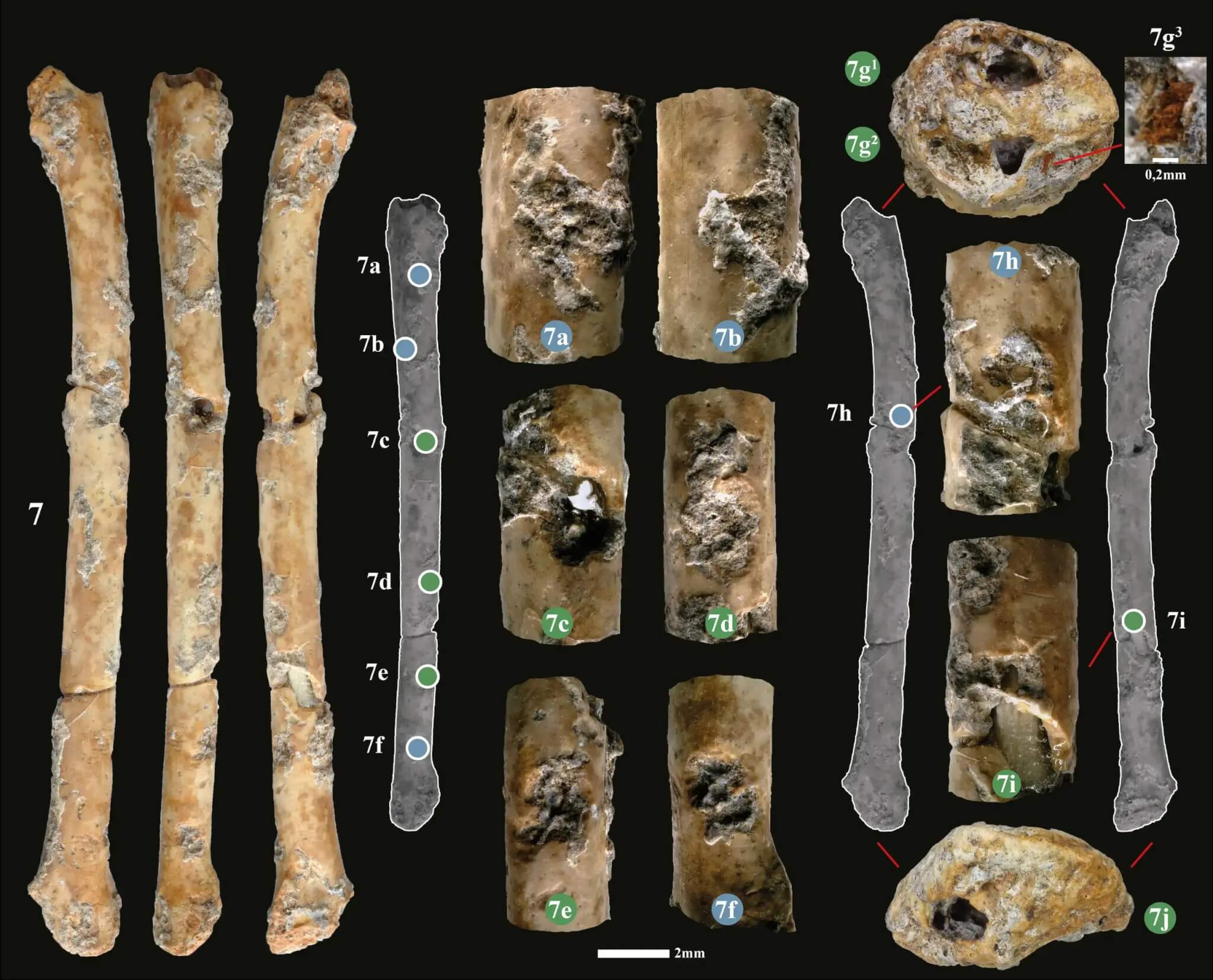 Collection of ancient bone instruments