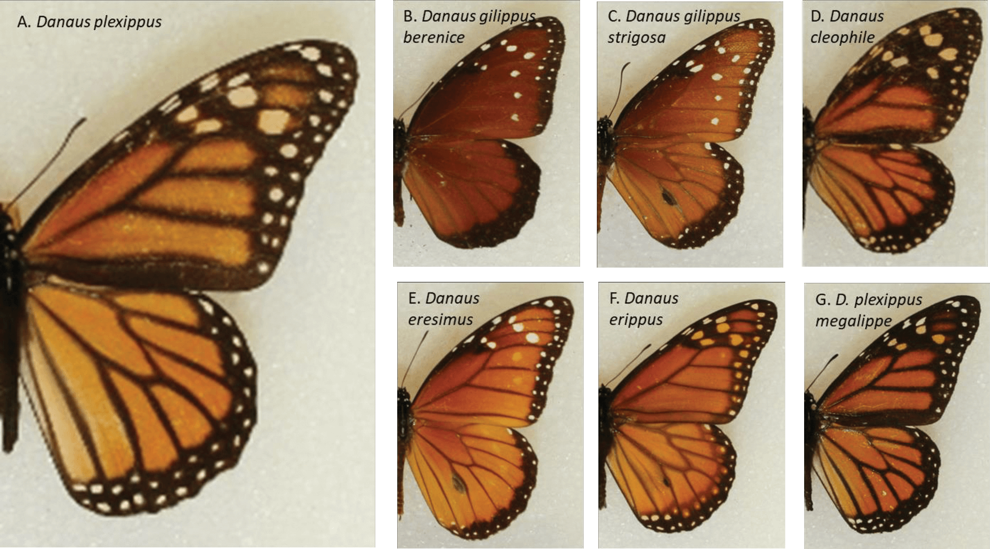 7 differents pictures of the spotted wing of an orange, black, brown, and white monarch butterfly