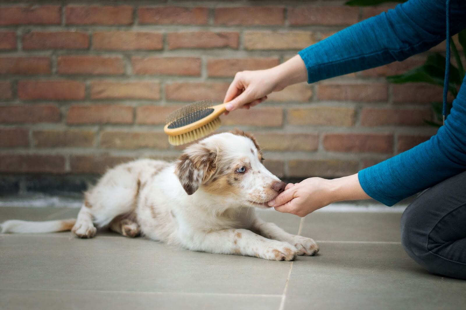Owner brushing a dog's hair
