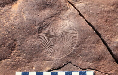 Dickinsonia, one of the oldest animal fossils from the Ediacara Biota, Ediacaran Rawnsley Quartzite Formation, Australia.