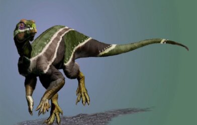 dinosaur Iani Smithi