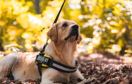 golden retriever with yellow and black harness