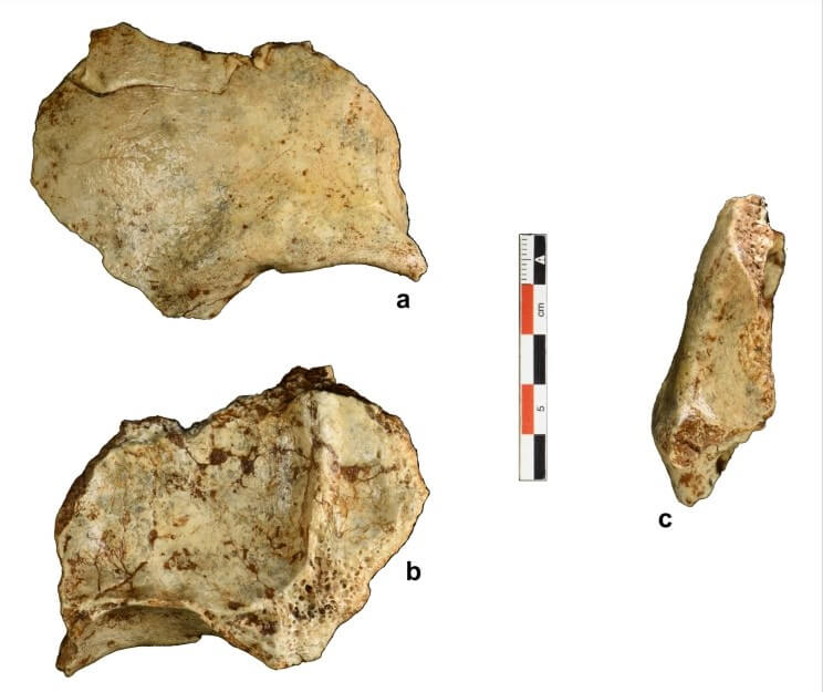 2 picstures of large cranial remains of early humans in Australia