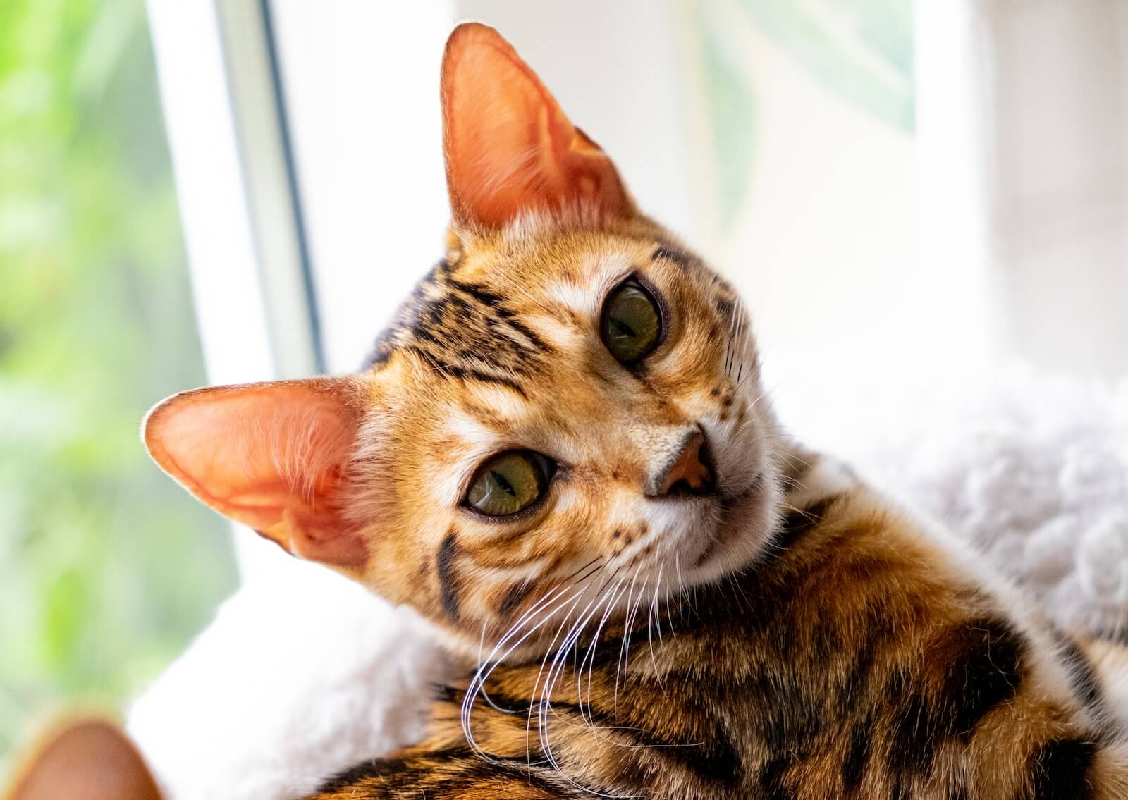 10 Cats That Look Like Tigers, Leopards, and Cheetahs - PetHelpful