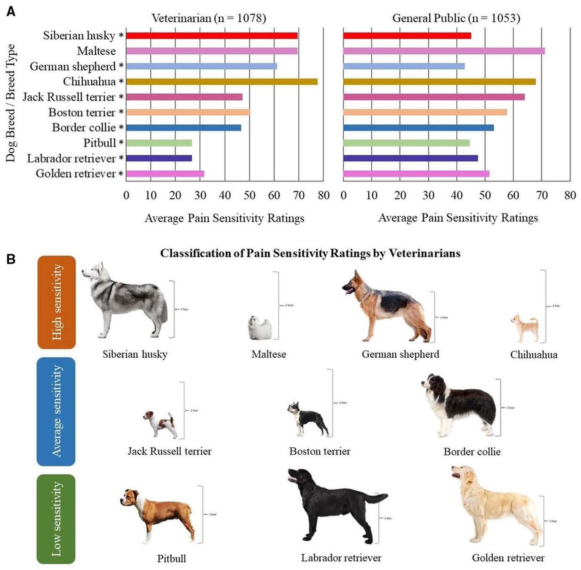FIGURE 1. Ten dog breeds/breed types selected for study inclusion. (A) Findings from Gruen et al. (1) demonstrating the average pain sensitivity ratings by both veterinarians and general public members for the ten dog breeds selected. The scale ranged from 0 = not at all sensitive to 100 = most sensitive imaginable. In Gruen et al. (1), median pain sensitivity ratings between veterinarians and the general public were compared using two-sample t-tests, and p-values = 0.001 are indicated using asterisks (*). (B) Visual representation of the ten dog breeds/breed types selected based on the classification of pain sensitivity ratings by veterinarians. Height is demonstrated for each breed, as consideration was provided to include dog breeds/breed types of varying sizes.