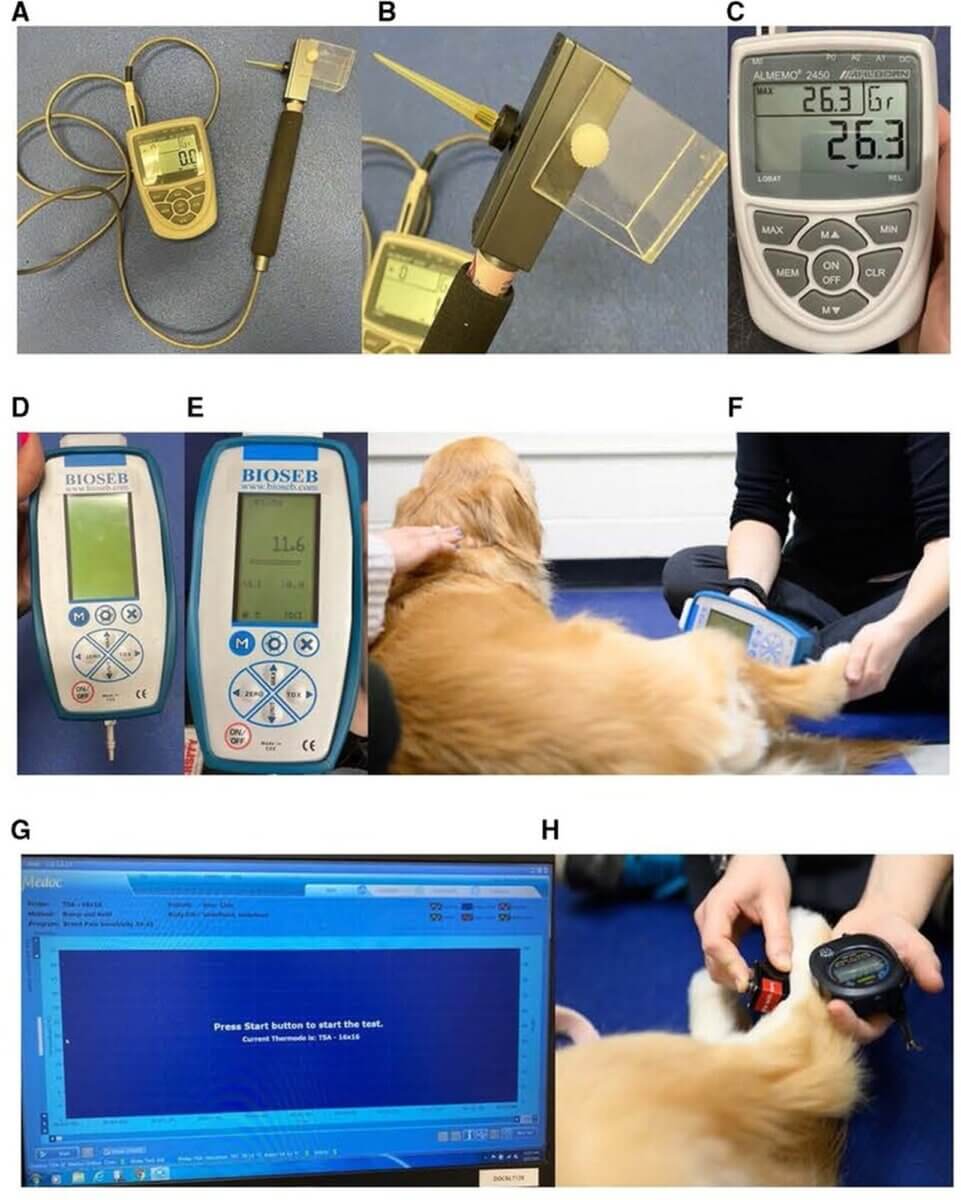 FIGURE 2. Quantitative sensory testing methods used (27). (A–C) EVF device: (A) EVF device set up displaying the von Frey tip with the cord affixed to the recording device, (B) close-up of the 0.9-mm von Frey tip applicator used, and (C) close-up of the recording device that demonstrates the current force (center), the maximum force applied (upper left), and the unit force measured (upper right). (D–F) PA device: (D) PA device setup displaying the blunt probe affixed to the recording device, (E) close-up of the recording device displaying the maximum force applied (center) and the unit force measured (top), and (F) application of the blunt probed PA to the metatarsus of the dog demonstrating the researcher's technique of applying the tip perpendicular to the dog's skin. (G, H) Thermal device including the thermosensory analyzer connected to the laptop and the thermode: (G) laptop screen displayed when the thermosensory analyzer is ready to start a new test and (H) application of the thermal probe to the metatarsus of the dog. The researcher uses a stopwatch to record the latency for the dog to display a behavioral response within one-hundredth of a second. EVFG, electronic von Frey; PA, pressure algometer.
