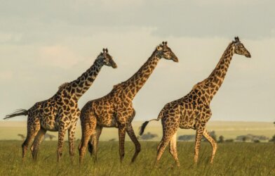 3 giraffes in a field
