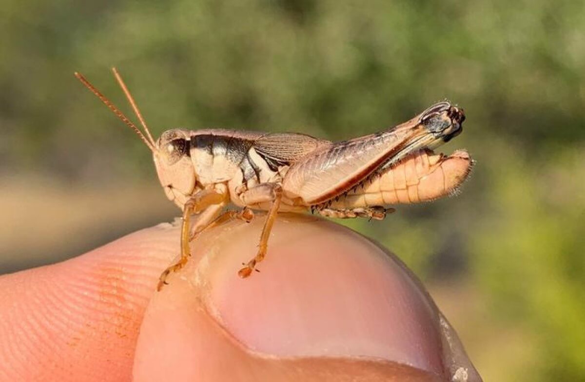 grasshopper on a person's finger