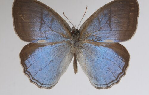 Caeruleuptychia harrisi butterfly