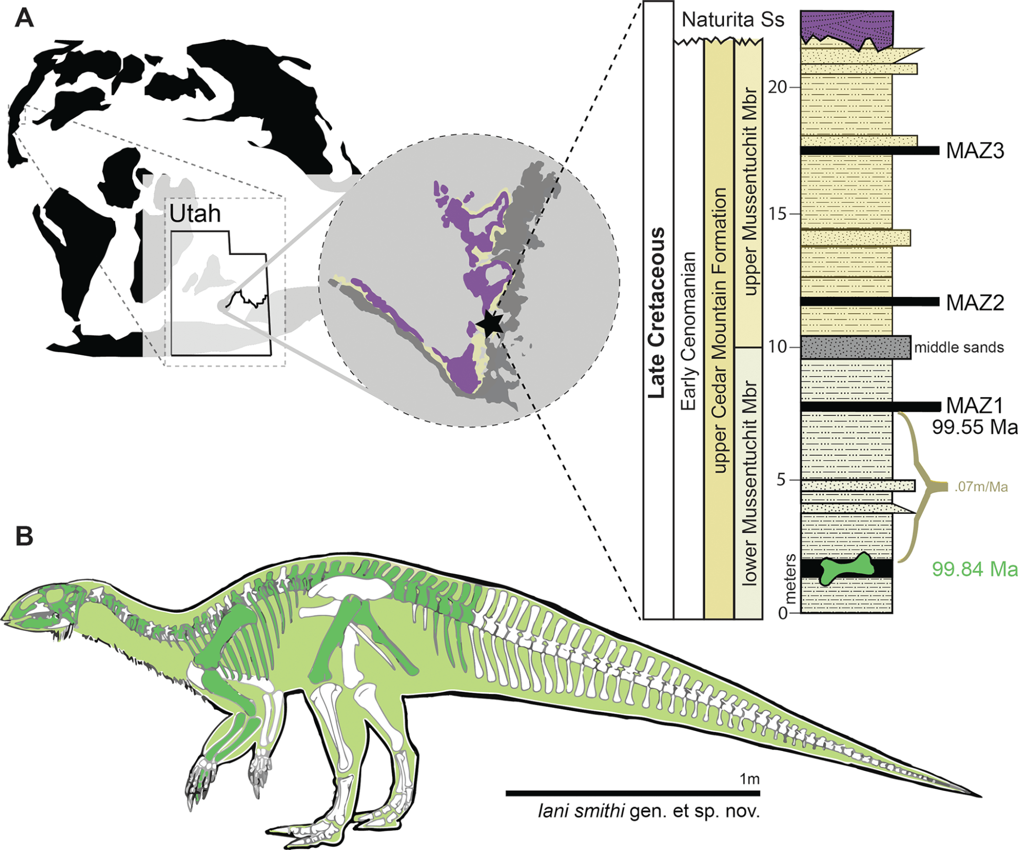 figure of green, newly discovered dinosaur and partial US map showing the state of Utah and a stratigraphic section at the quarry with dated ash horizons