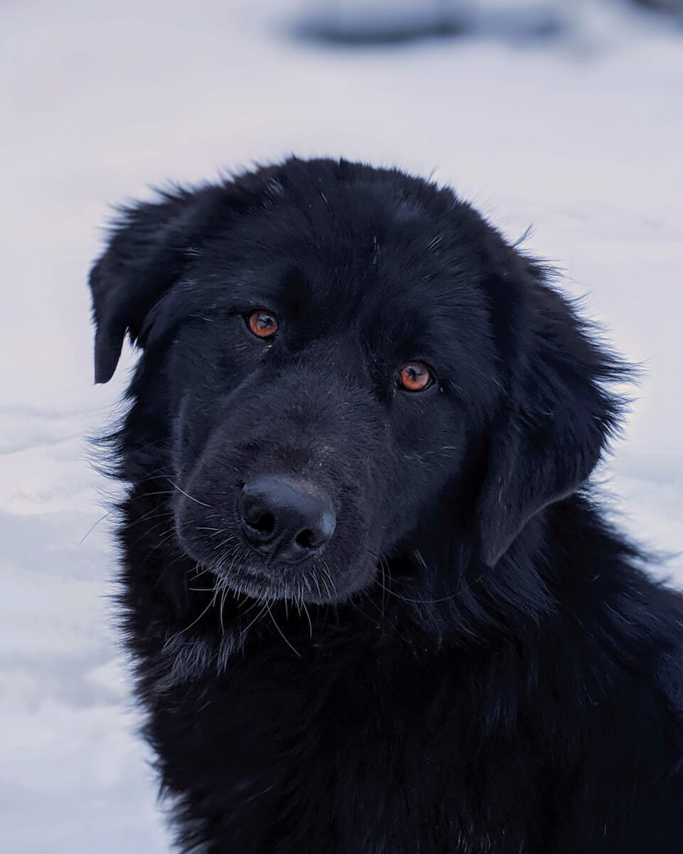 black long coated dog on snow covered ground